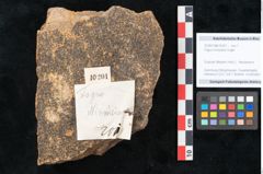 Foto (Objekt + Etikett) von Fagus ninnisiana Unger (NHMW-GEO-2024-0188-10201)